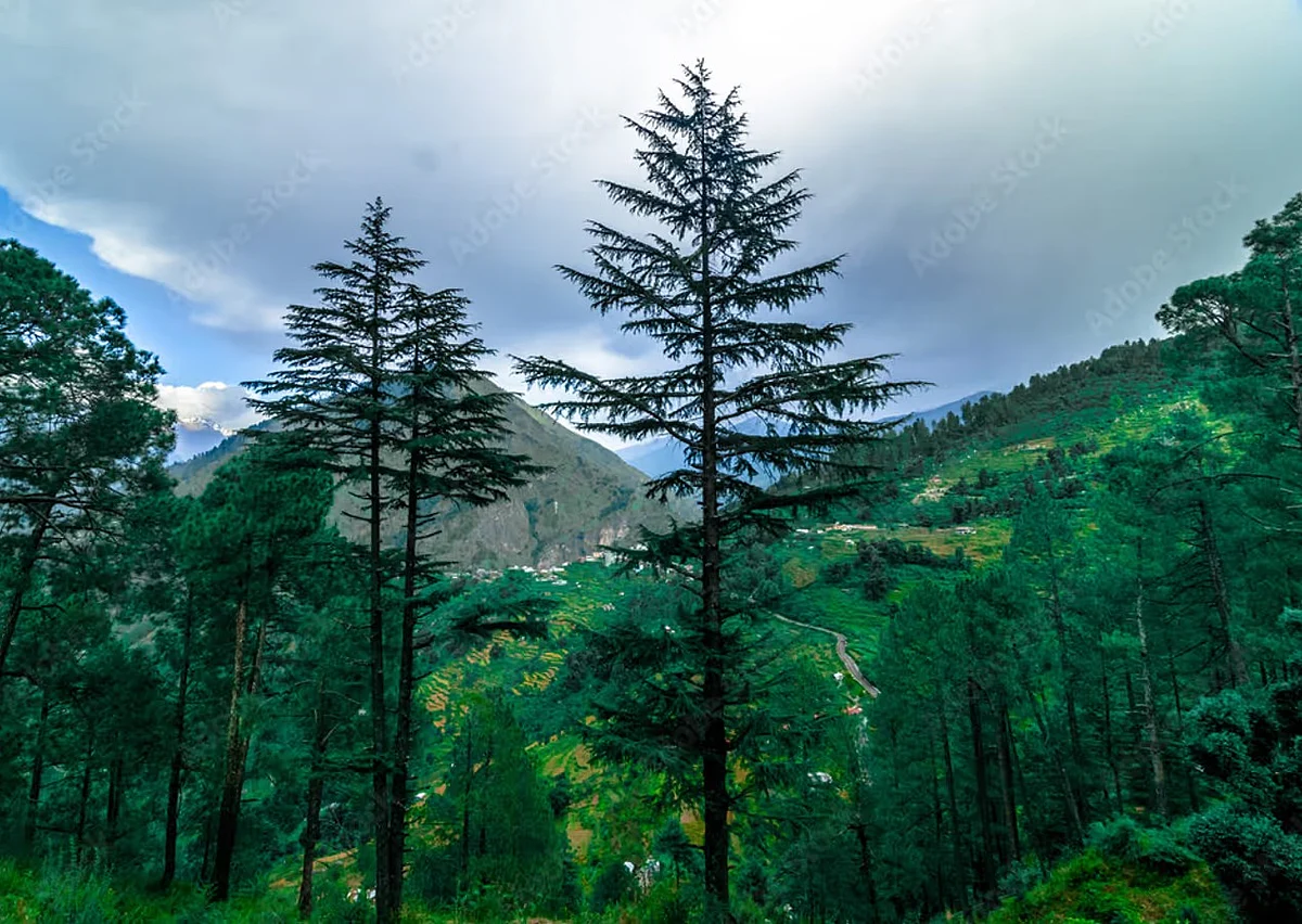 Deodar tree photo