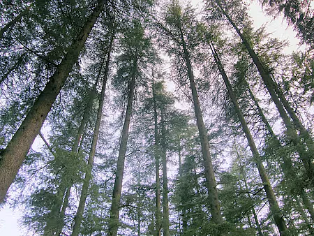cedrus 09