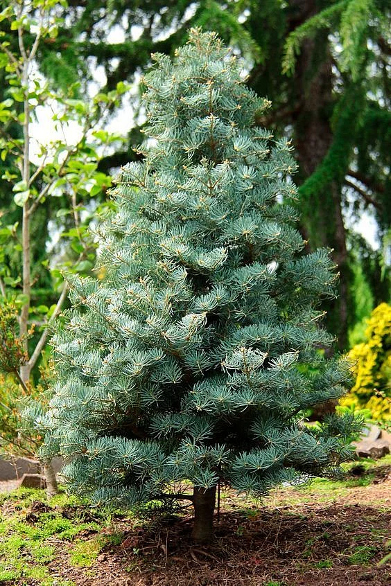 White Fir01200
