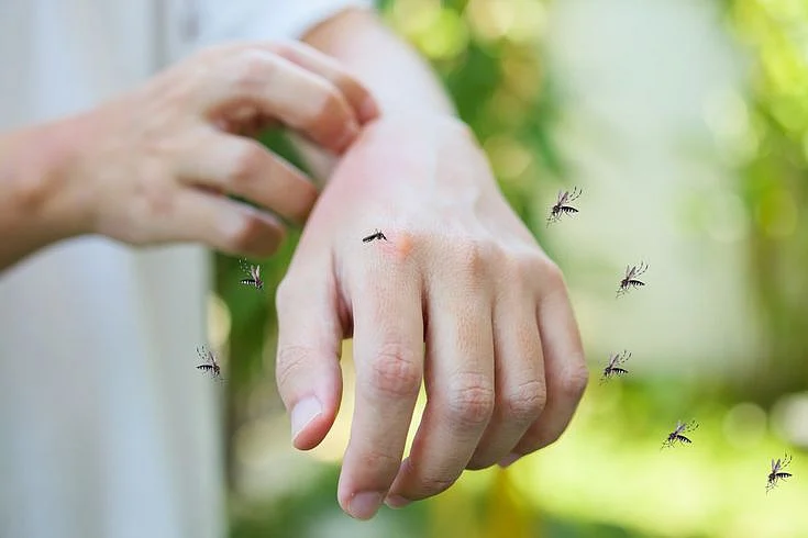 mosquitoes 3