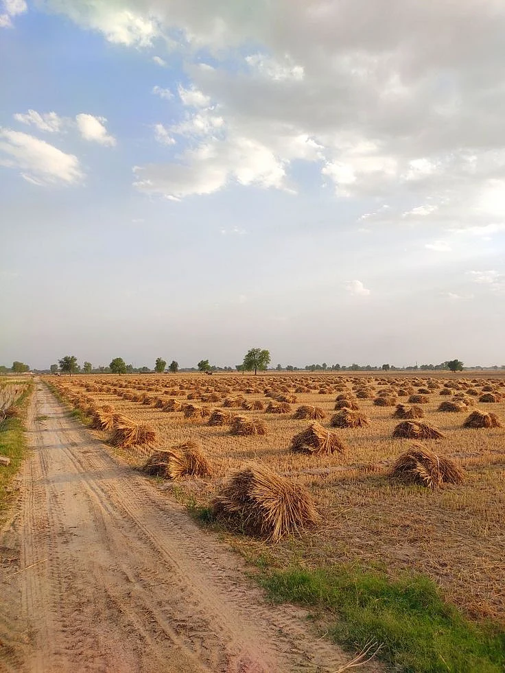 rajasthan