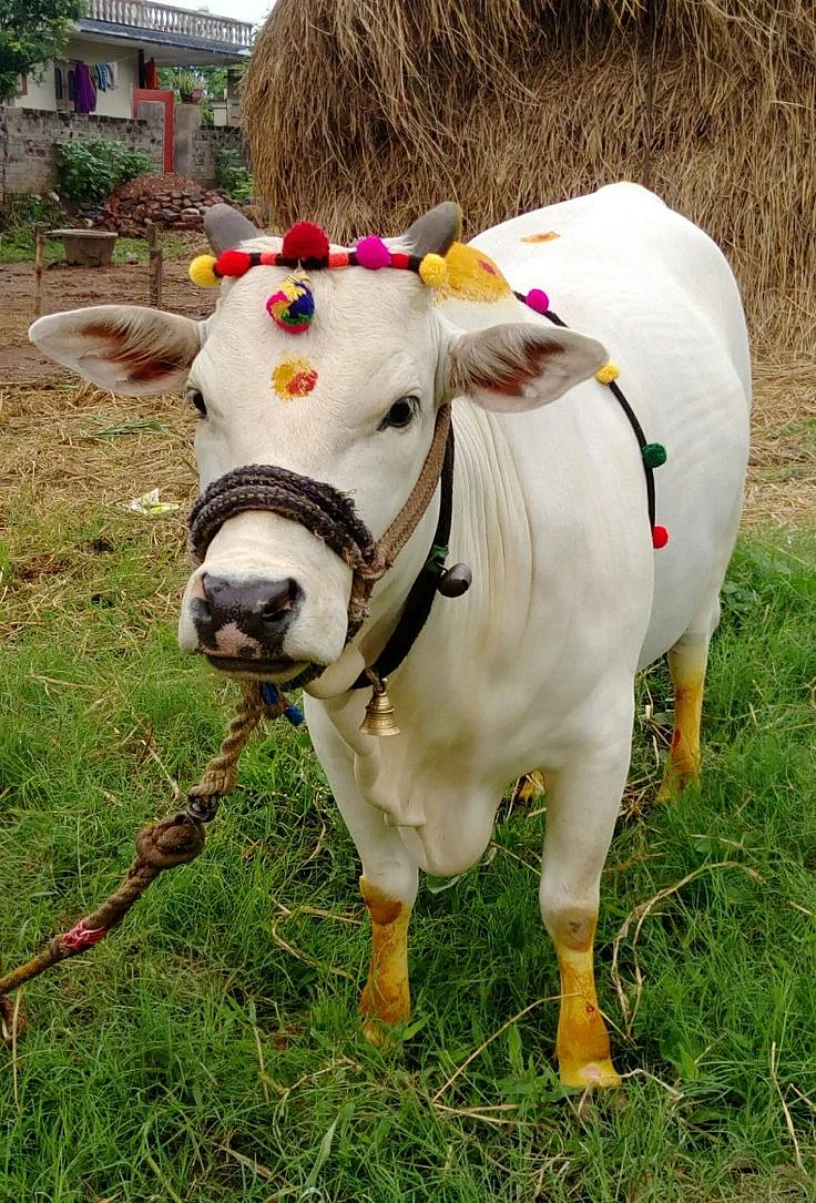 Worshiping cow