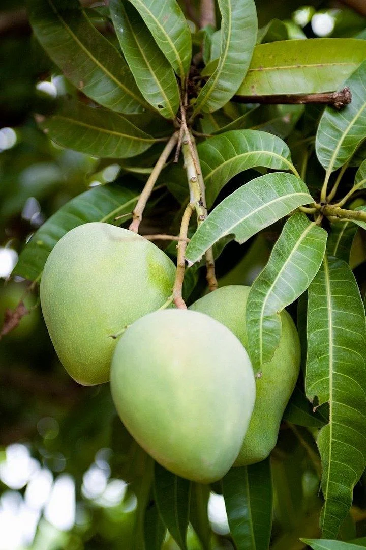 Mango 4