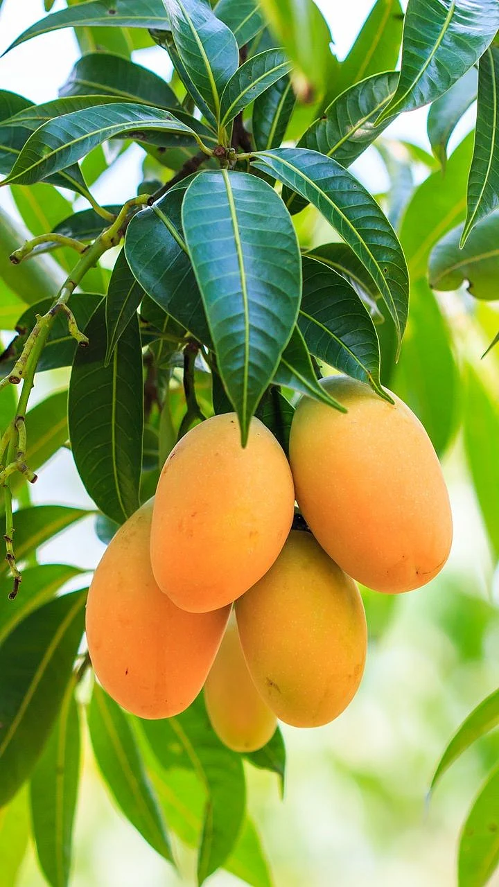 Mango 2