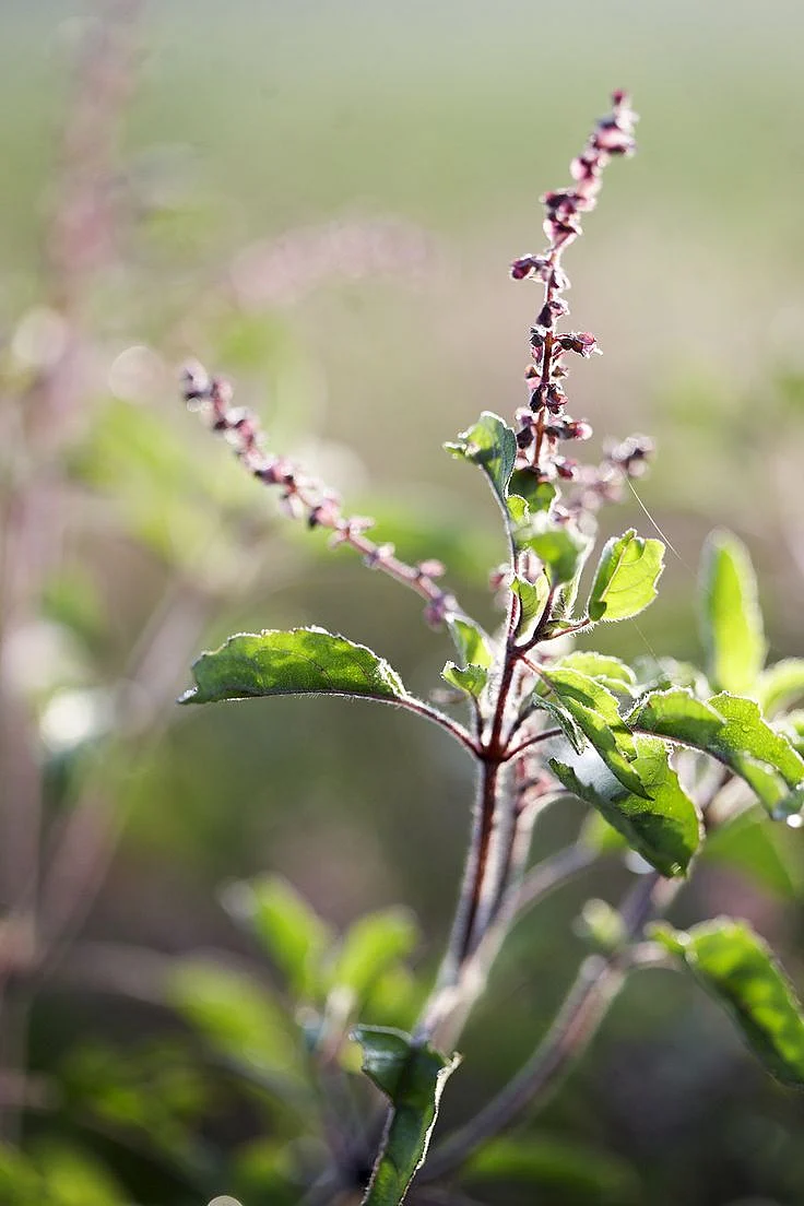 tumsi leaves. 8