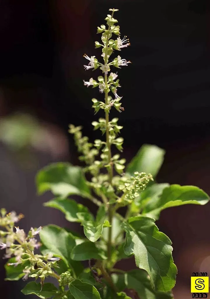 tumsi leaves. 7