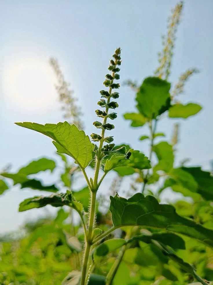 tumsi leaves. 1