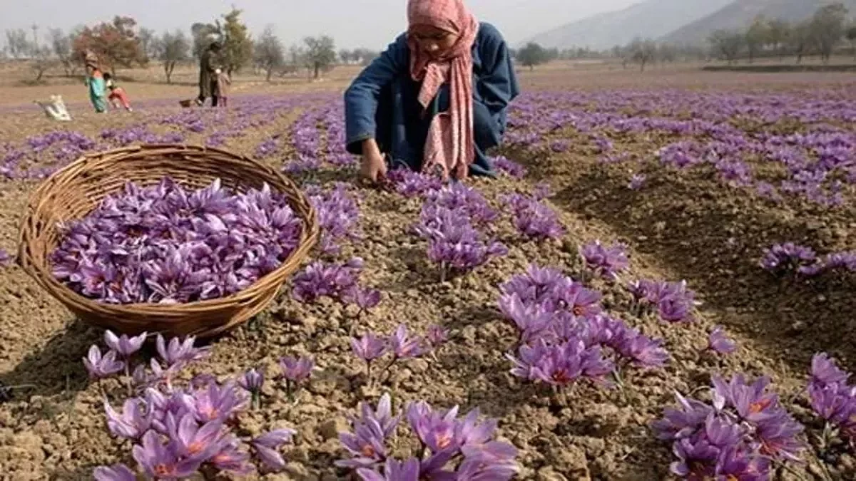 09112022 kashmirsaffrongitag23191852