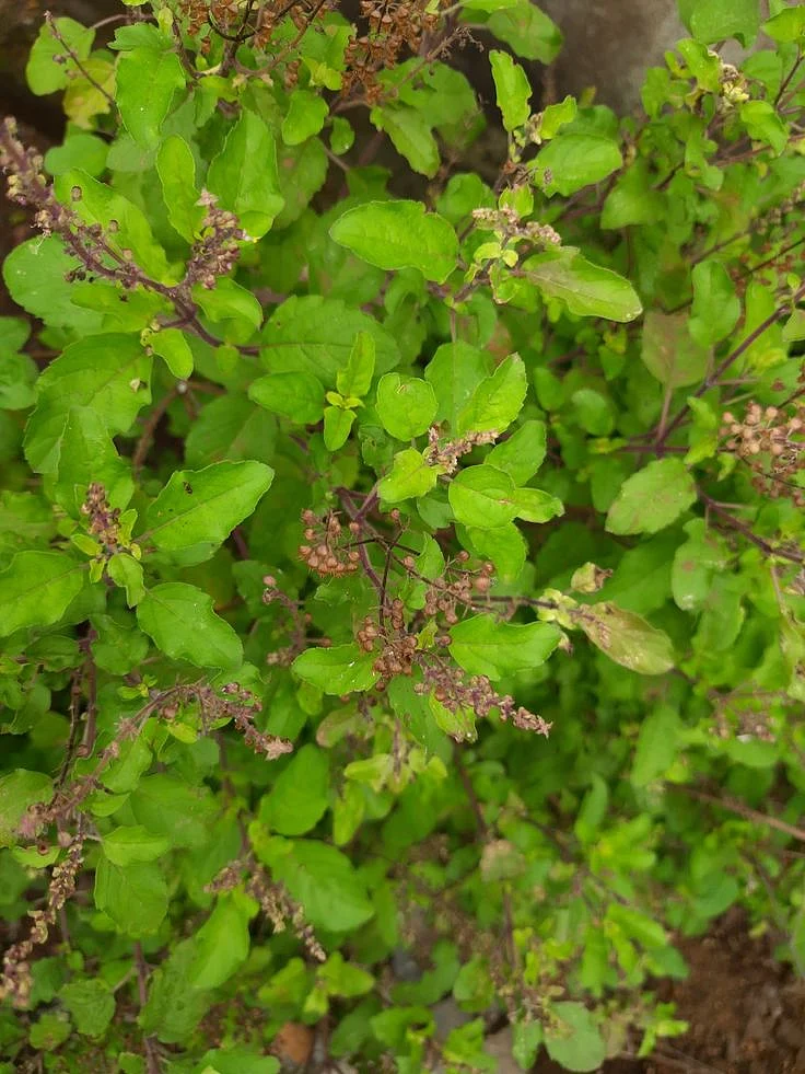 tumsi leaves. 2
