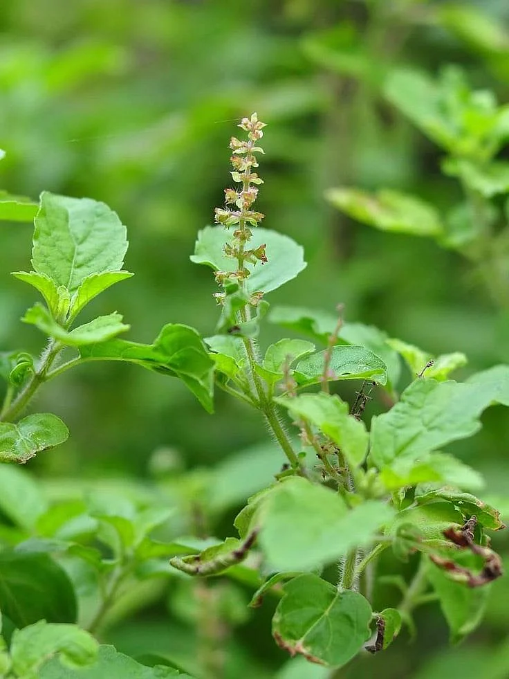 tumsi leaves. 6