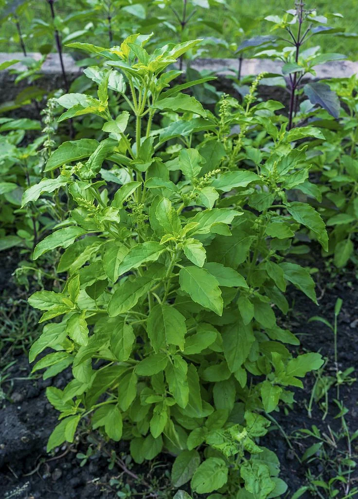 tumsi leaves. 3