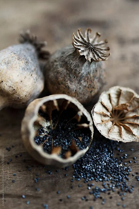 Poppy Seeds. 6