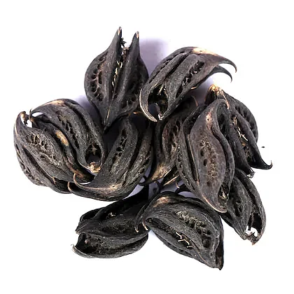 yuvika bichoo phal bichhu phal bicchu fal martynia annua kaknasa 100 grams product images orvi5kensgf p591464149 1 202205191807