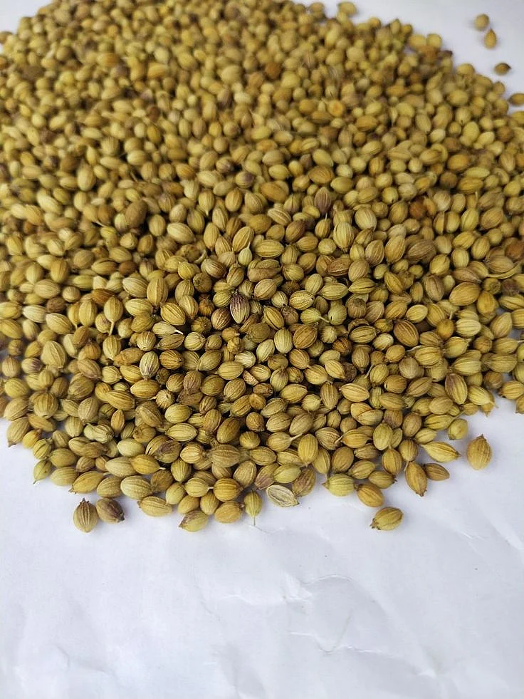 Coriander Seeds.8