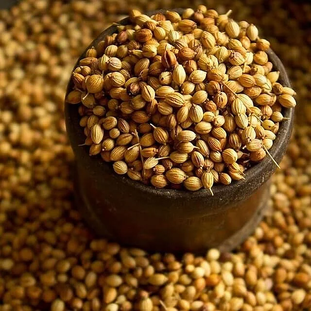 Coriander Seeds.1