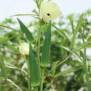 okra fito 1 file 131