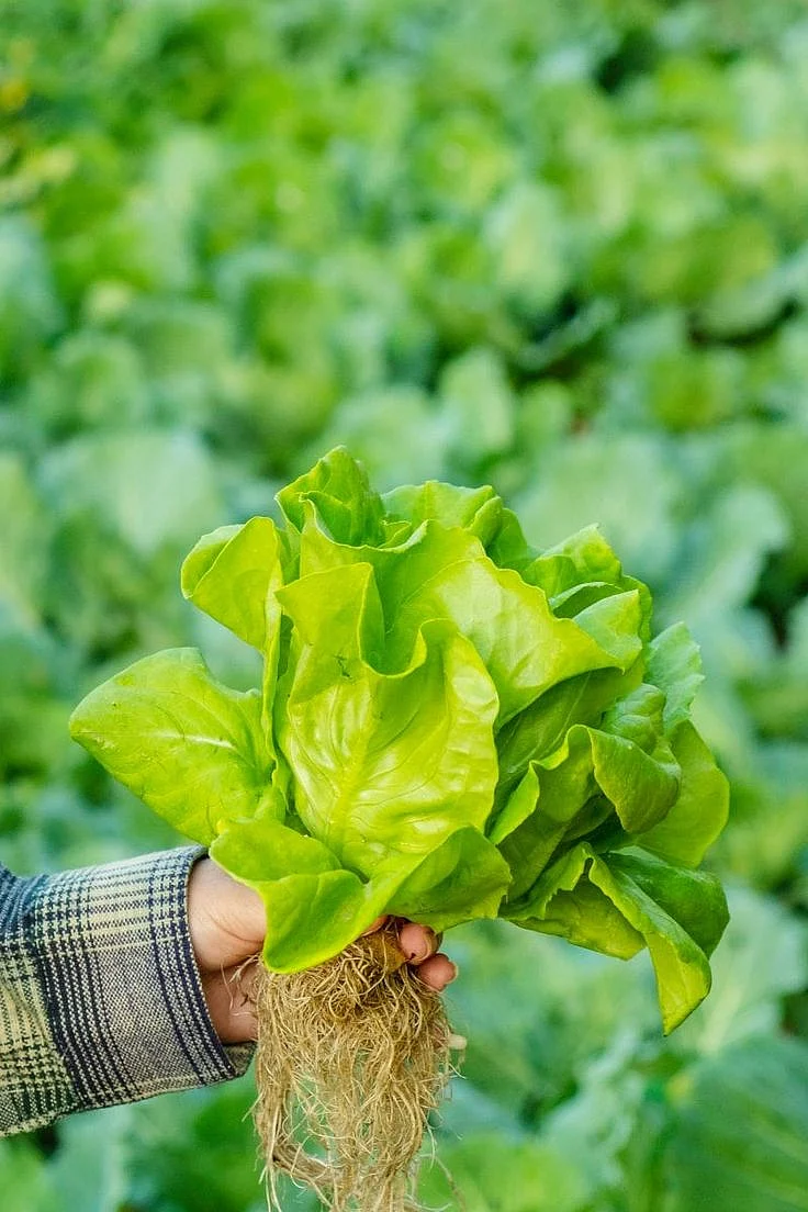Leafy vegetables. 4