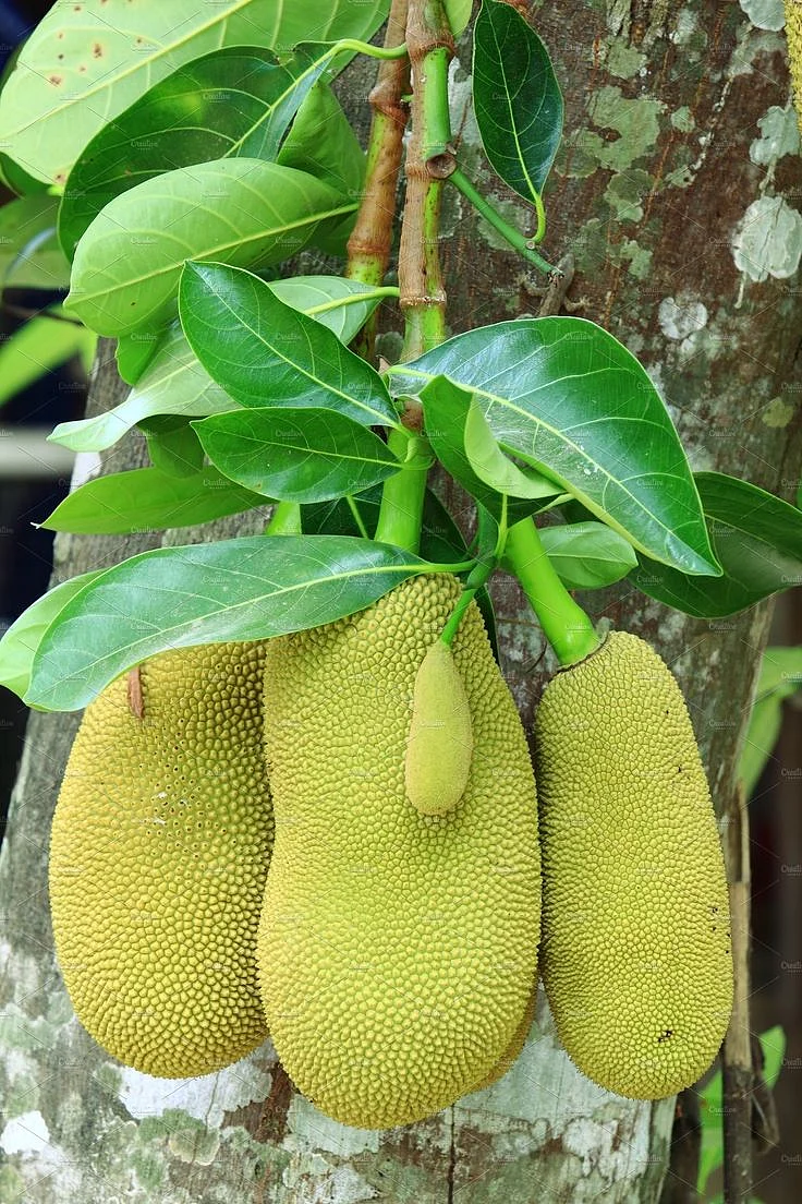 Jackfruit