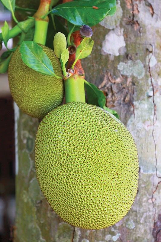 Jackfruit. 1