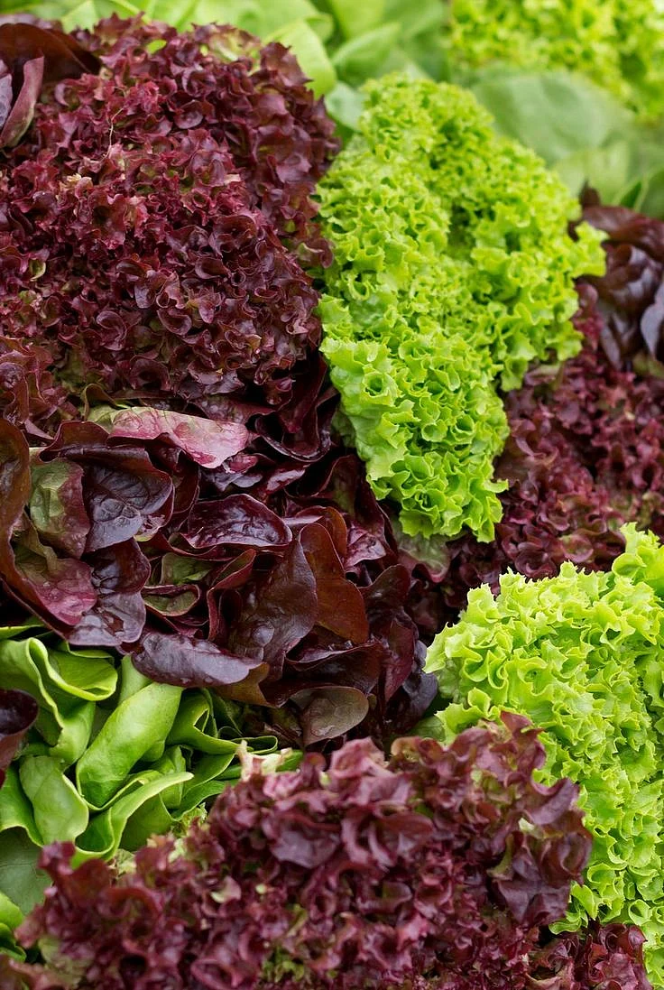 Leafy vegetables. 3