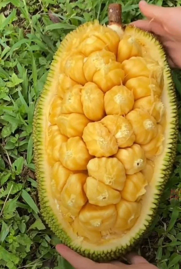 Jackfruit. 7