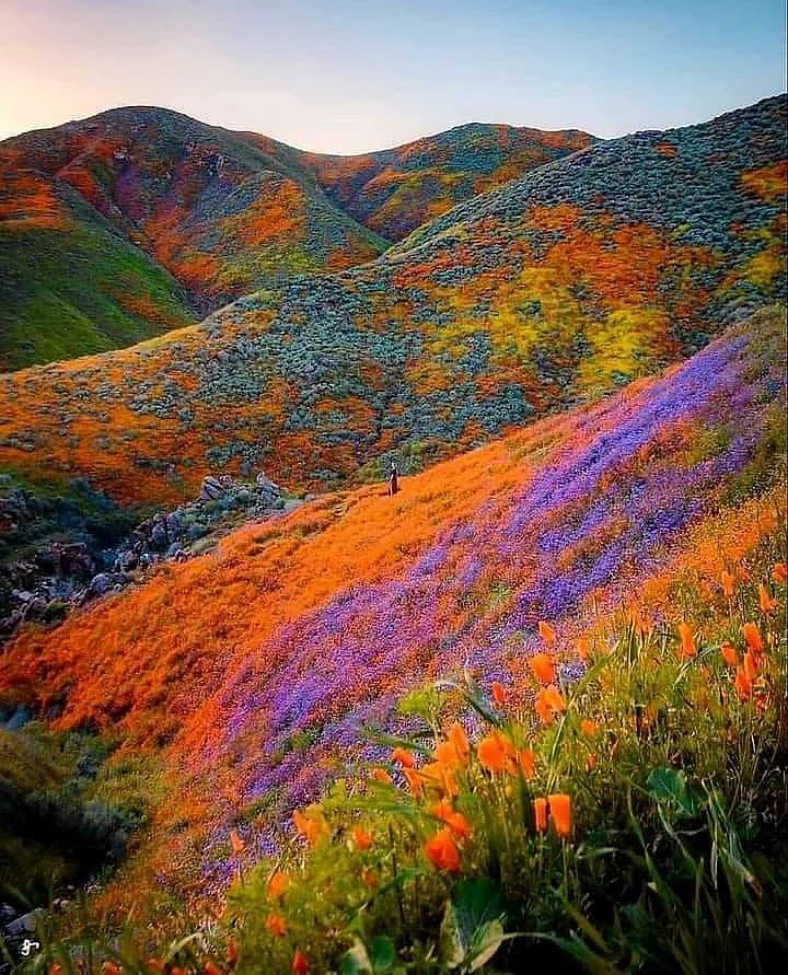 Valley of Flowers National Park