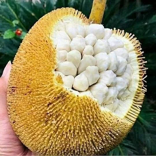 Jackfruit. 6