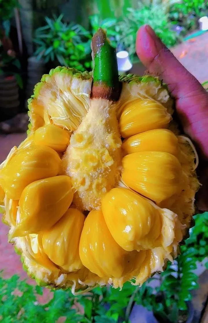 Jackfruit. 5