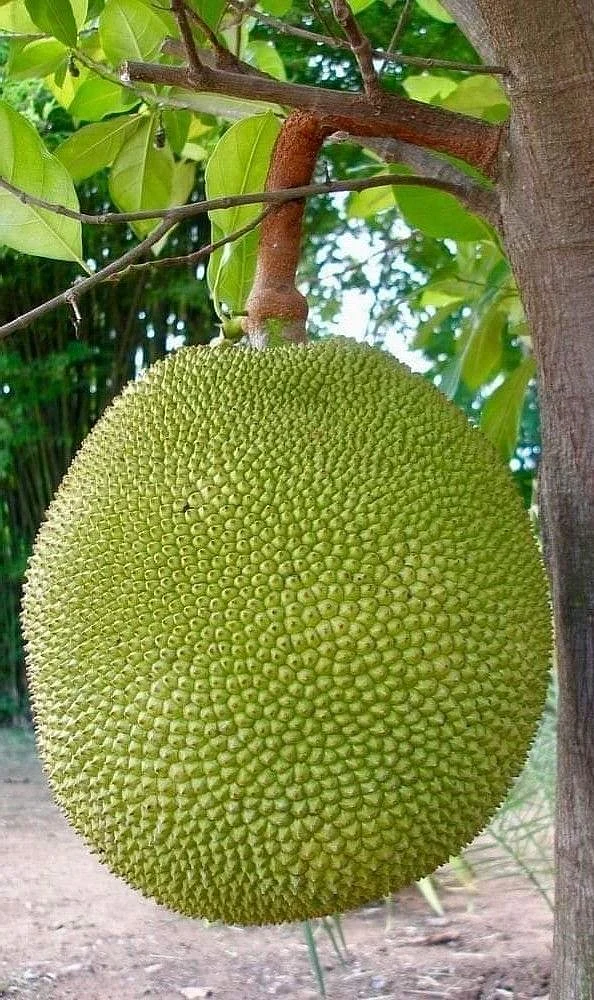 Jackfruit. 2