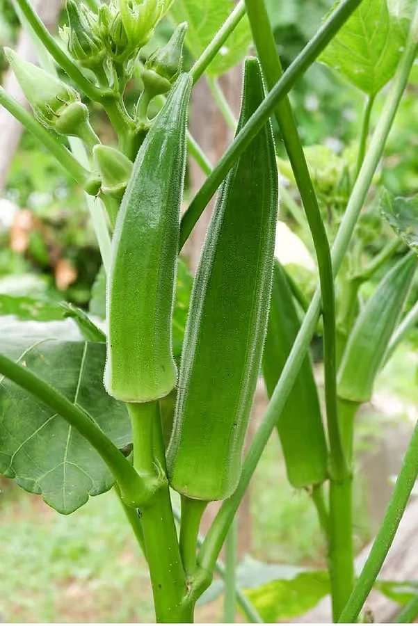 Okra seeds 15