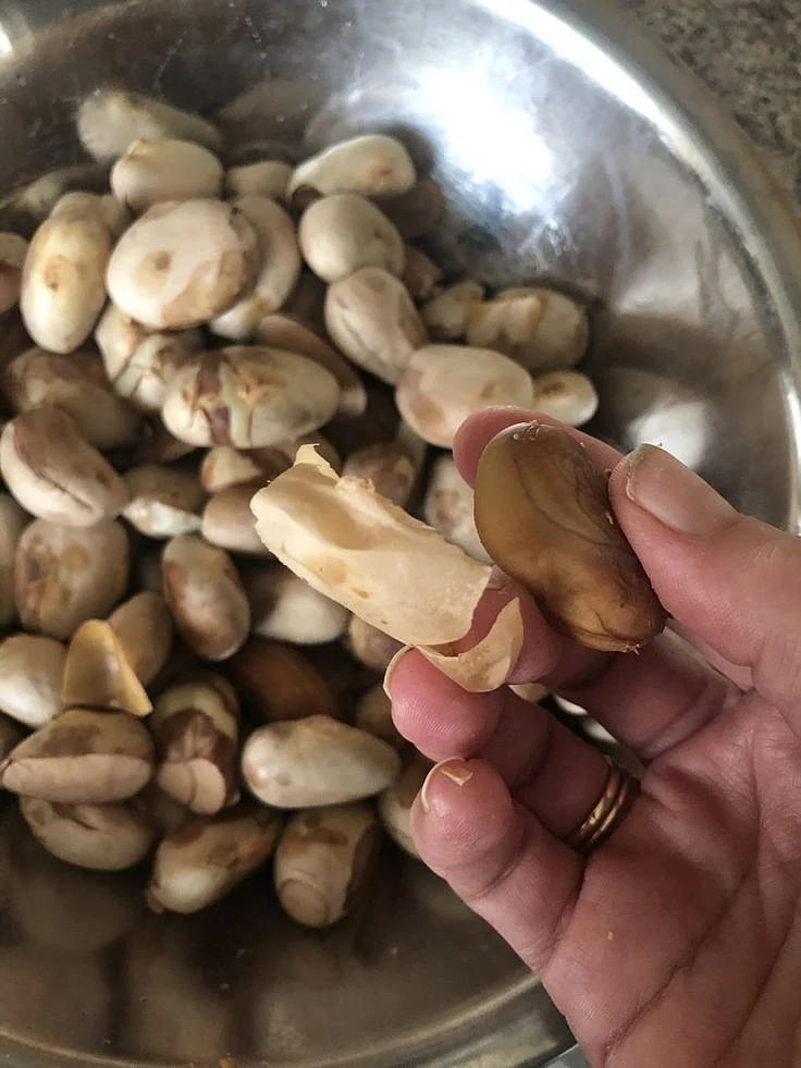 Jackfruit Seeds. 4