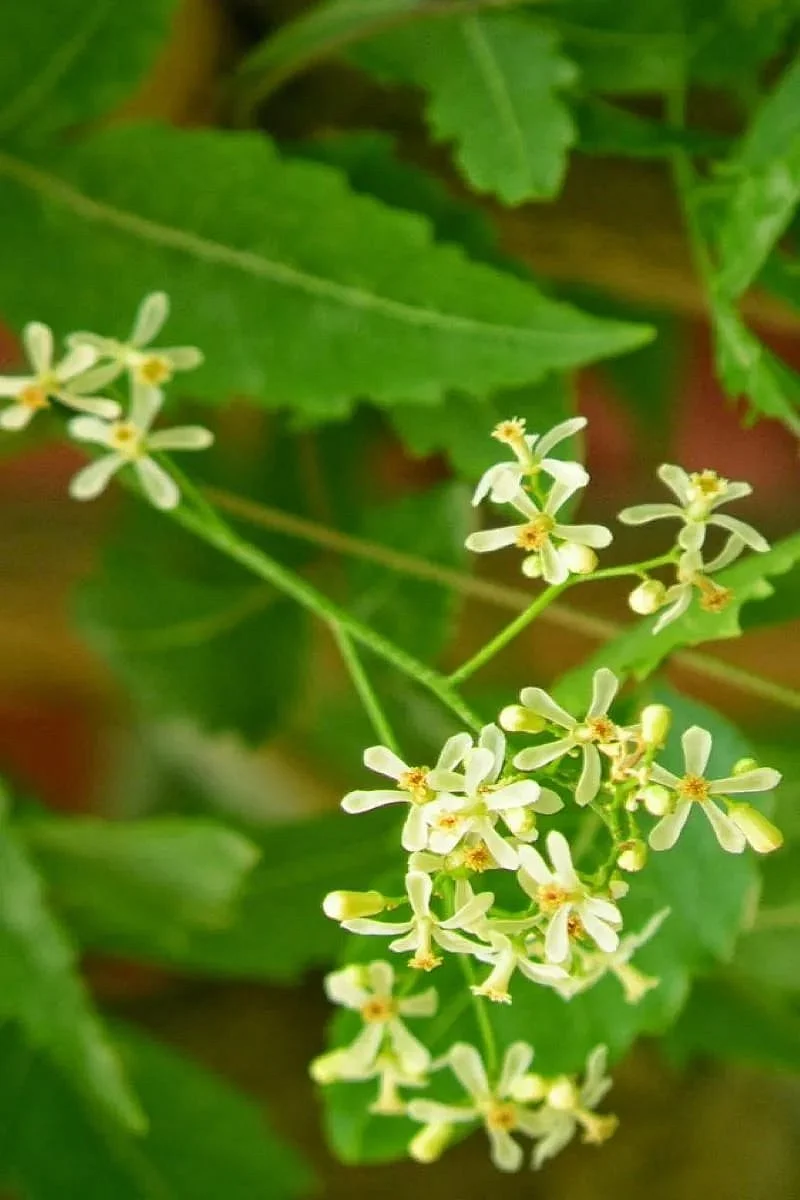 neemflowerbenefits