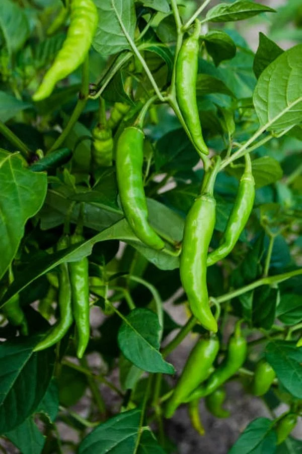 Green chilly. 6
