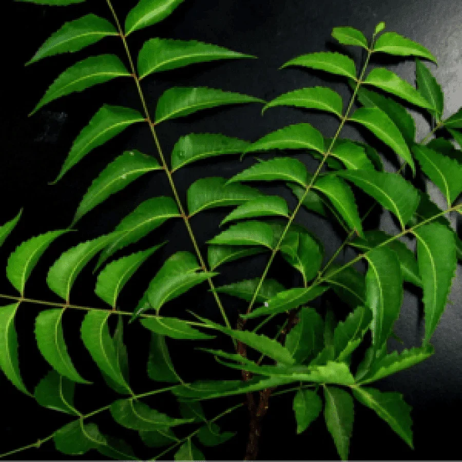 Benefit of Neem As told by many grandmothers Zishta 6748 179928