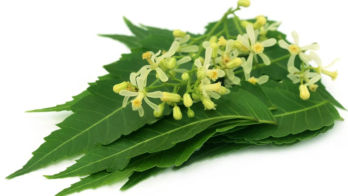 Neem flower benefits
