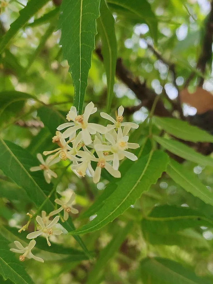 punjabkesari2025 03 059w4vhbvnNeem Tree