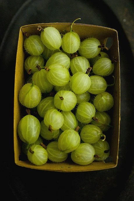 gooseberry. 2