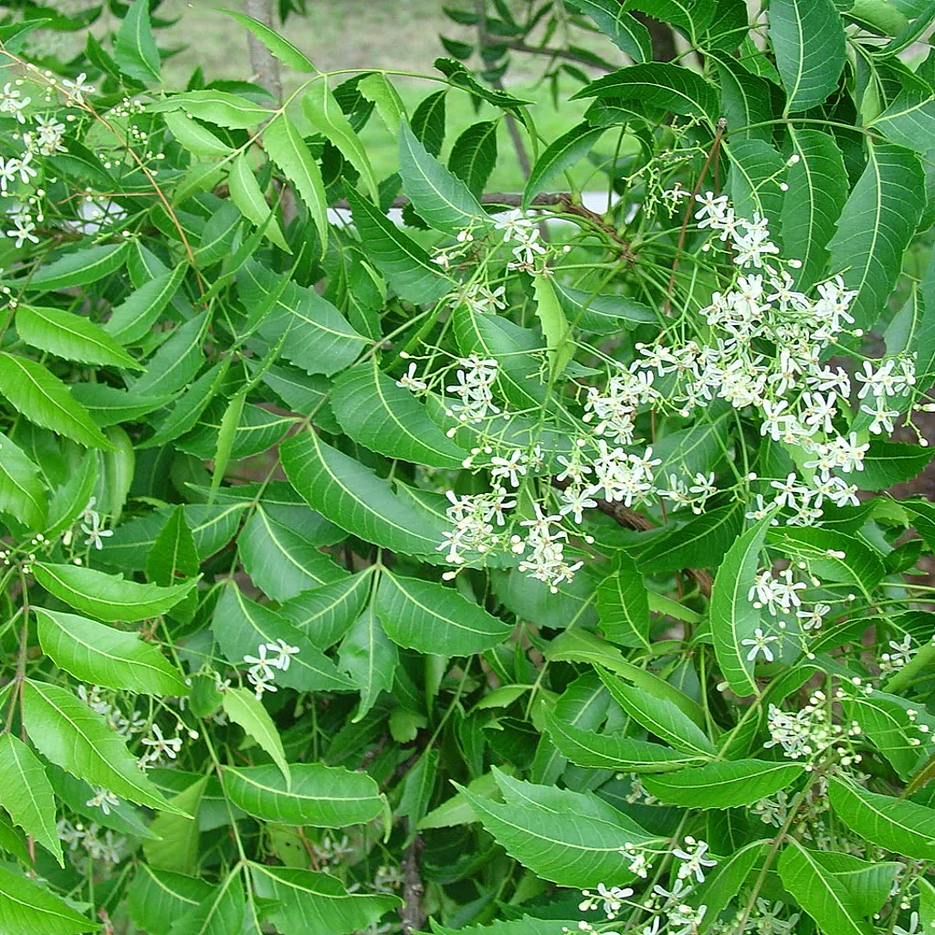 NeemAzadirachtaindicaTreeSquare