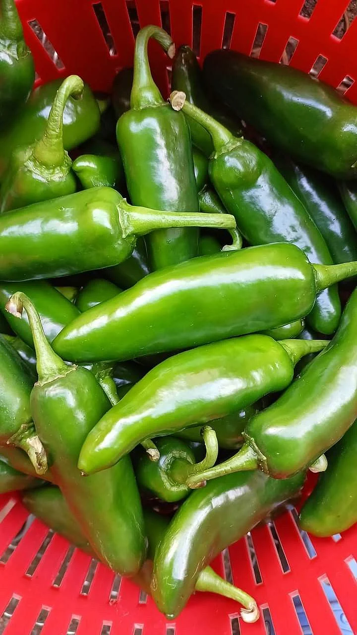 Green chilly. 4