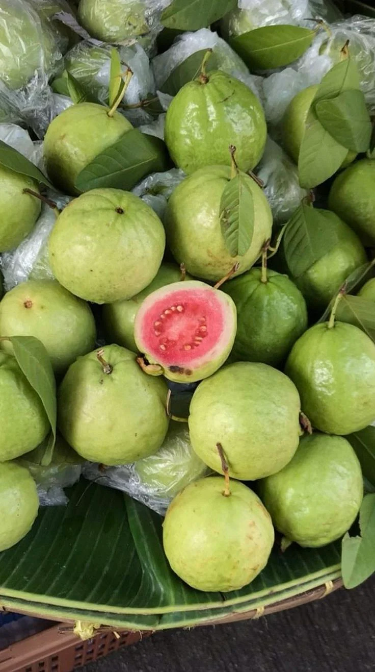 Guava 6