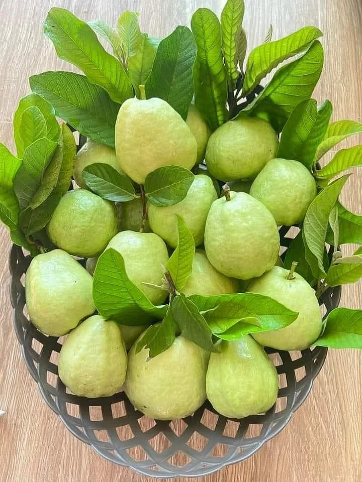 Guava 4