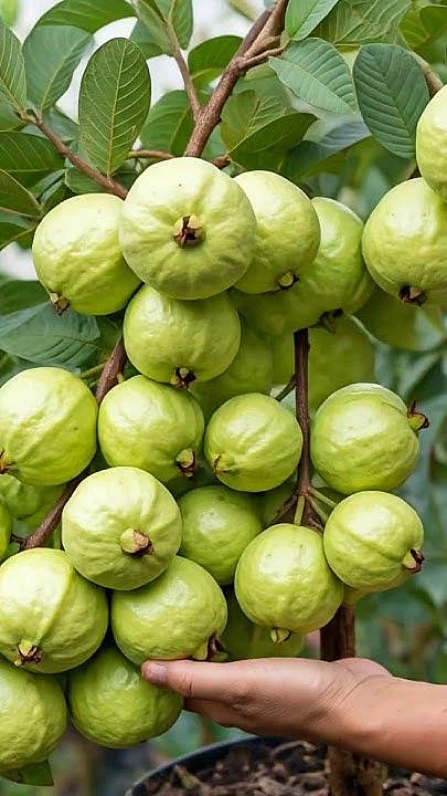 Guava 2