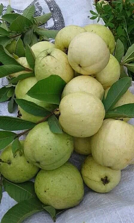 अमरूद