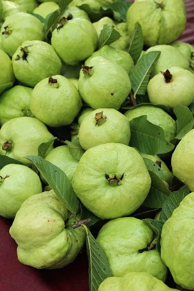 Guava 3