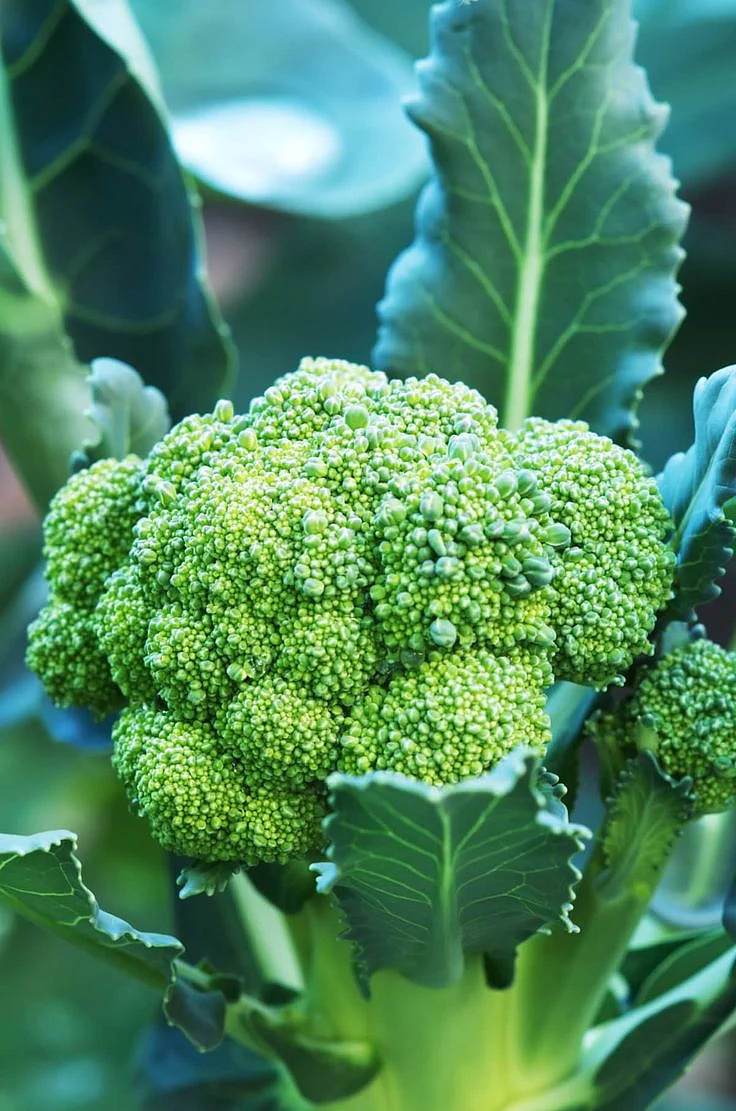 Broccoli. 3