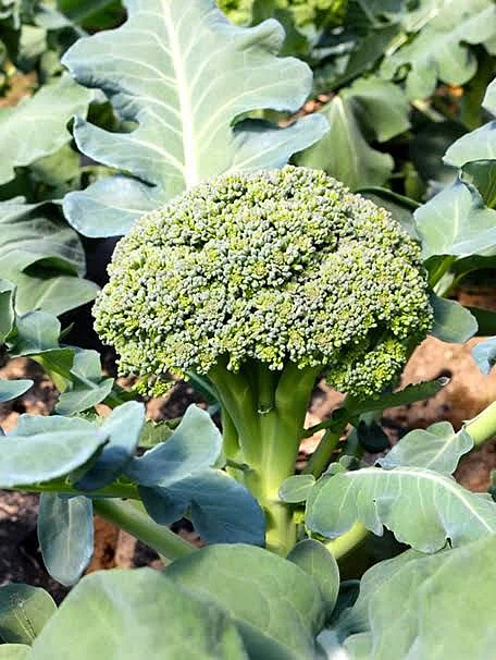Broccoli. 2