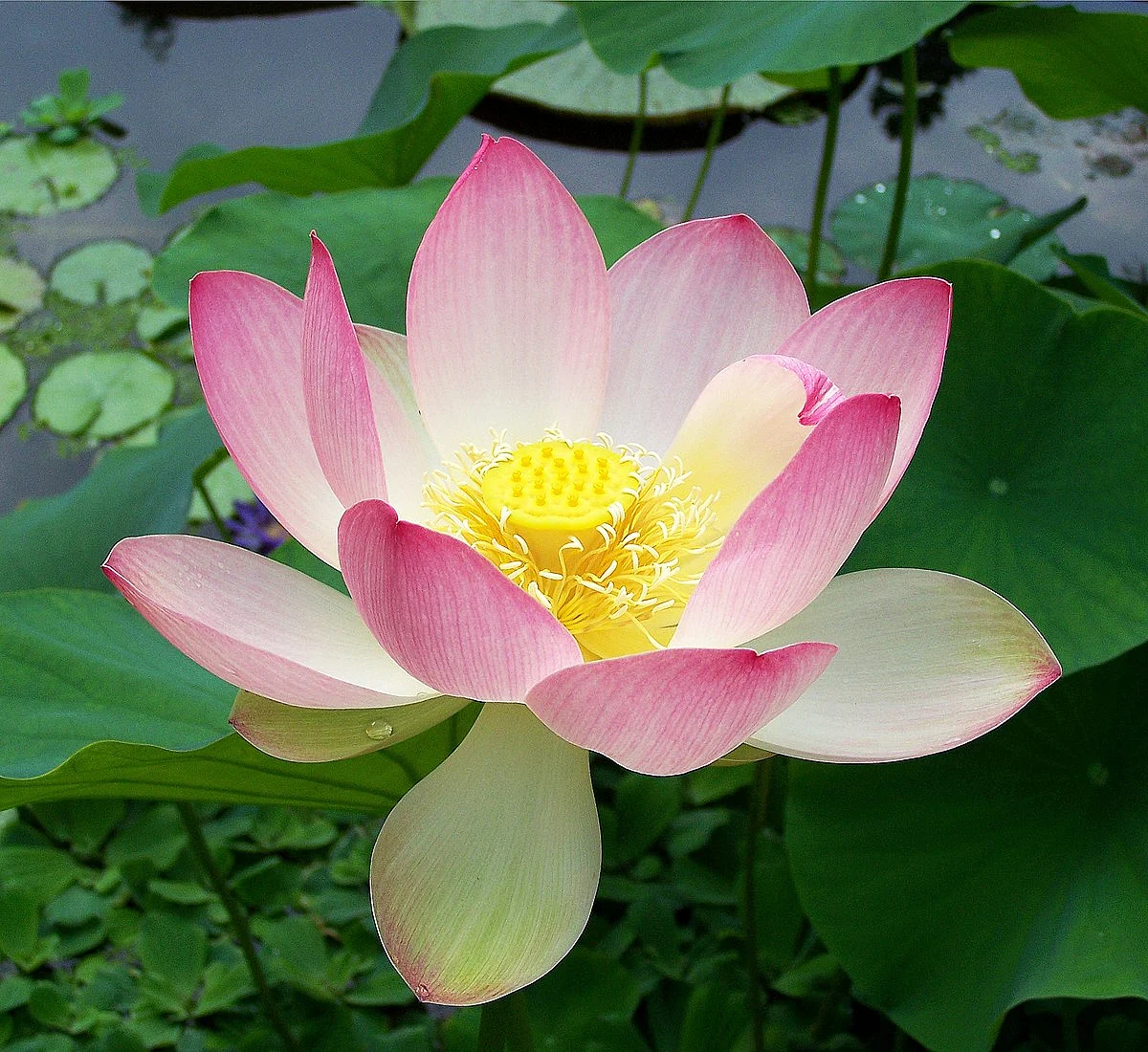 SacredlotusNelumbonucifera