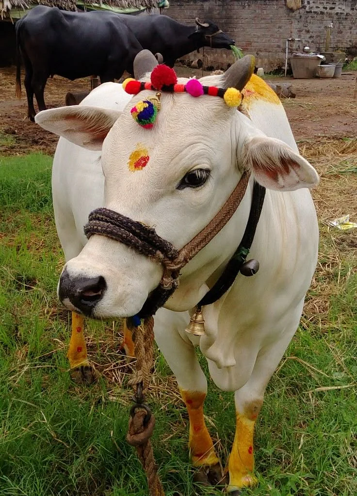 cow. 2