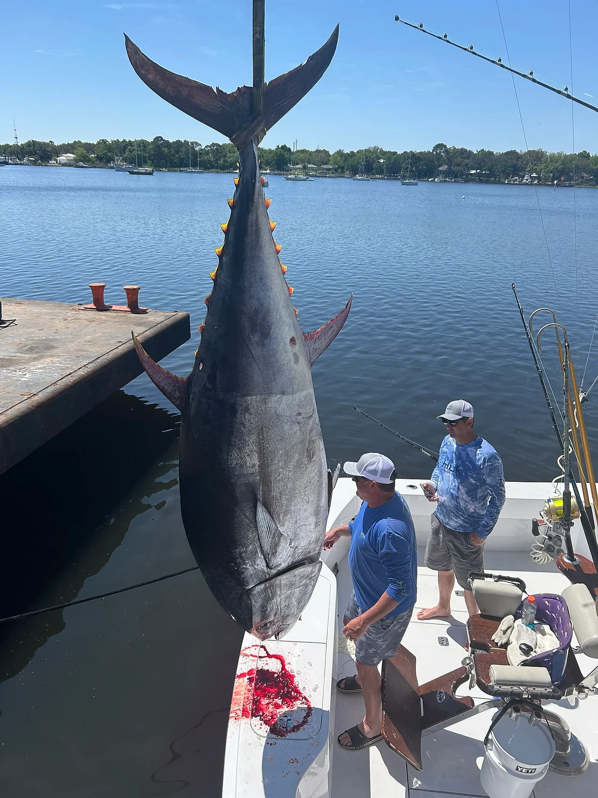 Bluefin Tuna