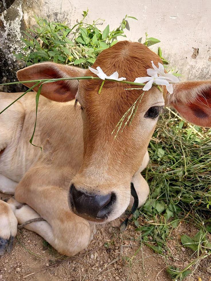 cow. 4